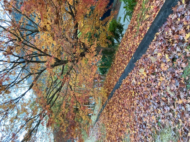 スタッフコラム