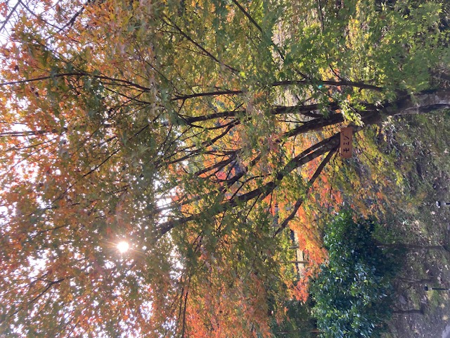 嘉例川の風景